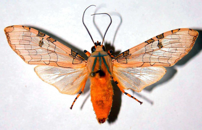 Figura 12. Detalle dorsal, <i>Halysidota orientalis</i></i> (Erebidae). (81-SRNP-142-DHJ39062).