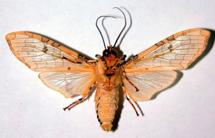 Figura 13. Detalle ventral, <i>Halysidota orientalis</i></i> (Erebidae). (81-SRNP-142-DHJ39063).