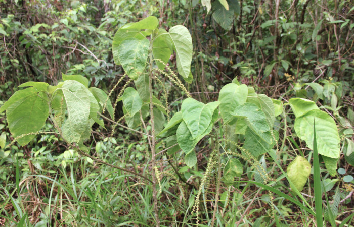 Fig 1. Unas de las planta hospedera donde se alimenta <i>Halysidota orientalis</i></i> (Erebidae). <i>Acalypha macrostachya</i></i> (Euphorbiaceae).