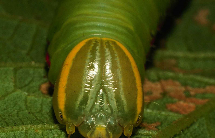 Figura 2.  Larva de <i>Hemiceras conspirata</i></i> detalle de  Cabeza.  (00-SRNP-12189-DHJ55126).