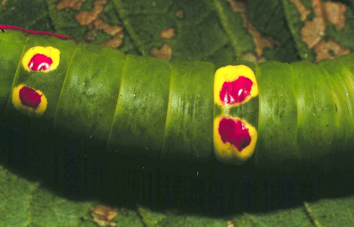 Figura 3.  Larva de <i>Hemiceras conspirata</i></i>, detalle de manchas en su dorso, en ultimo estadio en último estadio.  (00-SRNP-12189-DHJ55127).