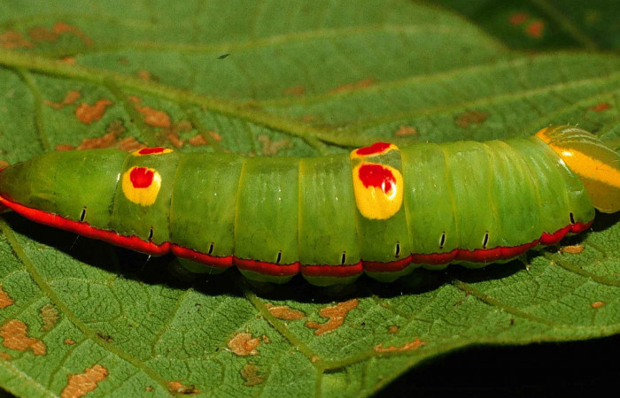 Figura 4.  Larva de <i>Hemiceras conspirata</i></i> vista lateral en último estadio.  (00-SRNP-12189-DHJ55129).
