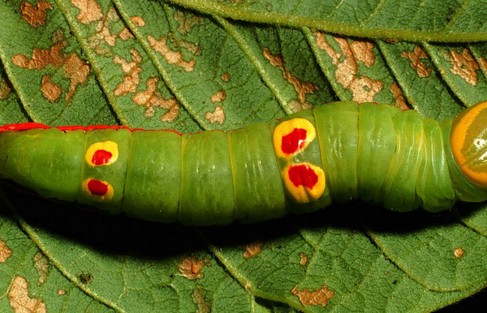Figura 5.  Larva de <i>Hemiceras conspirata</i></i> vista lateral en último estadio.  (00-SRNP-12189-DHJ55131).