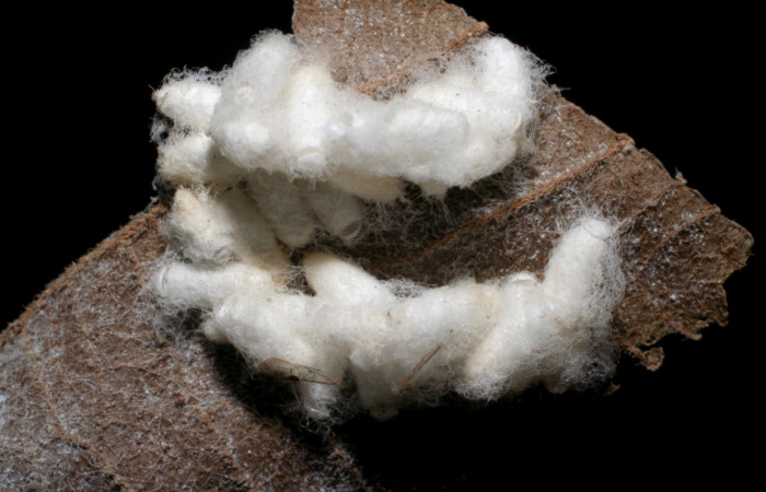 Figura 14.  Capullos de Braconidae, <i>Parapanteles Valeri</i></i>
parásito que ataca a la larva <i>Hemiceras conspirata</i></i>. (05-SRNP-2524-DHJ423985).