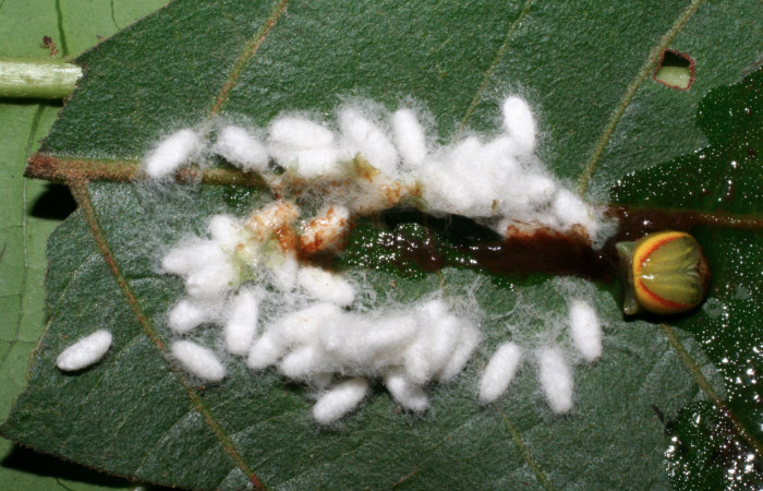 Figura 13.  Capullos de Braconidae, <i>Parapanteles</i></i> Valerio01,
parásito que ataca a la larva <i>Hemiceras conspirata</i></i>. (05-SRNP-2568-DHJ402407).