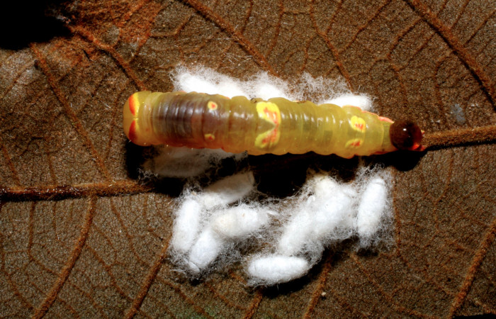 Figura 15.  Capullos de Braconidae, <i>Parapanteles</i></i>,
parásito que ataca a la larva <i>Hemiceras conspirata</i></i>. (07-SRNP-33320-DHJ430387).