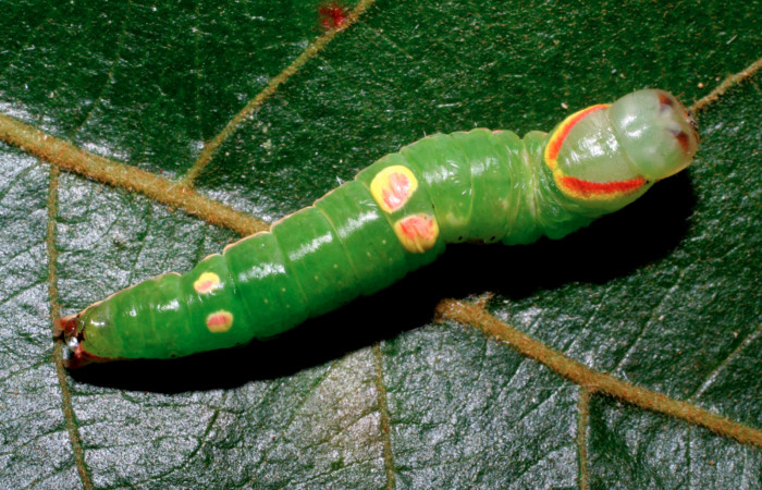 Figura 8.  Larva de <i>Hemiceras</i></i> conspirataDHJ02 vista dorsal en último estadio.  (07-SRNP-33338-DHJ430443).