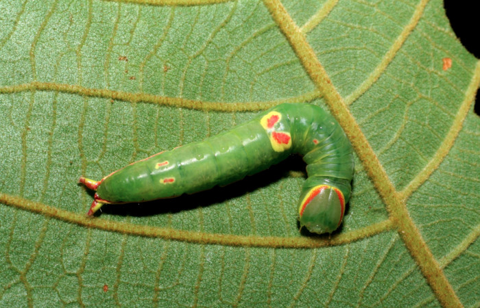 Figura 1.  Larva de <i>Hemiceras conspirata</i></i> en penúltimo  estadío, vista dorsal.  (07-SRNP-33764-DHJ430941).