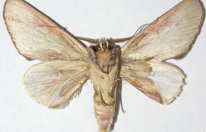 Figura 17.  Adulto de <i>Hemiceras</i></i> conspirataDHJ01, vista ventral. (07-SRNP-4009-DHJ386507).