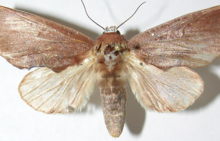 Figura 18.  Adulto de <i>Hemiceras</i></i> conspirataDHJ01, vista lateral. (07-SRNP-4121-DHJ386402).