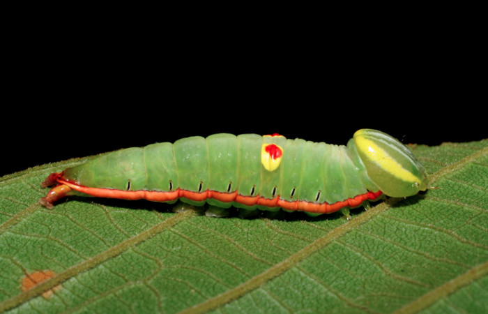 Figura 7.  Larva de <i>Hemiceras</i></i> conspirataDHJ01 vista lateral en último estadio.  (07-SRNP-4209-DHJ429942).