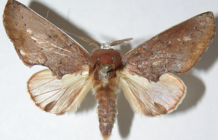 Figura 19.  Adulto de <i>Hemiceras</i></i> conspirataDHJ02, vista lateral. (07-SRNP-4548-DHJ386500).