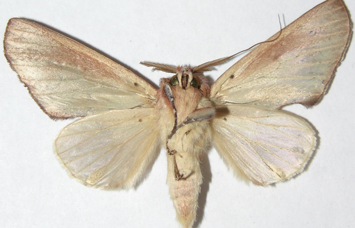 Figura 20.  Adulto de <i>Hemiceras</i></i> conspirataDHJ02, vista ventral. (07-SRNP-4548-DHJ386501).