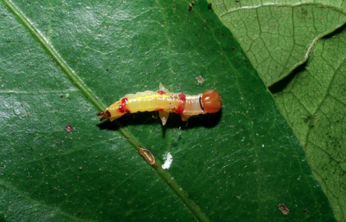 Figura 16.  Larvitas <i>Euplectrus xiomarae</i></i>, parásito de familia (Eulophidae), encima de larva de <i>Hemiceras conspirata</i></i>. (07-SRNP-46365-DHJ431178).