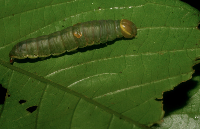 Figura 10.  Prepupa de <i>Hemiceras</i></i> conspirataDHJ02 vista lateral .  (07-SRNP-5194-DHJ434079).