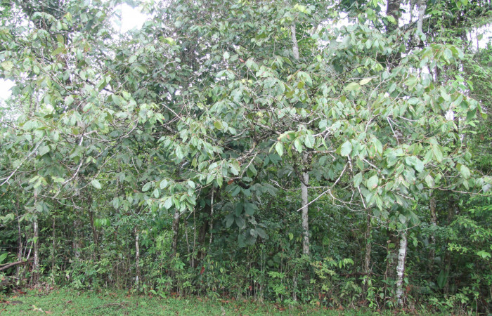 Figura 12. Planta hosperdera [I]Inga chocoensis[/I] donde alimenta <i>Hemiceras</i></i> conspirataDHJ02. Estación Biológica Botarrama. Foto Keiner Aragon,11/Junio/2019