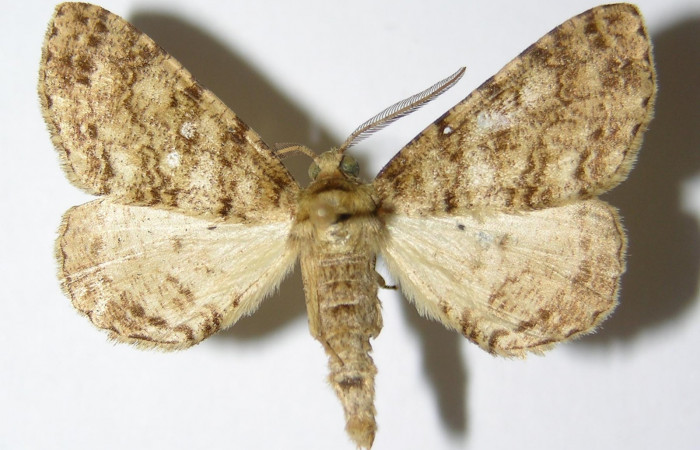 Fig. 2. Adulto <i>Pherotesia minuisca</i></i>, posición dorsal, macho. Area de Conservación Guanacaste, Sector Cacao, Sendero Circular, elevación 1185 m.s.n.m.  (02-SRNP-8214-DHJ325716).