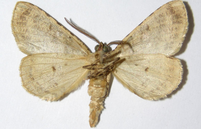 Fig. 3. Adulto <i>Pherotesia minuisca</i></i>, posición ventral, macho. Area de Conservación Guanacaste, Sector Cacao, Sendero Circular, elevación 1185 m.s.n.m.  (02-SRNP-8214-DHJ325717).