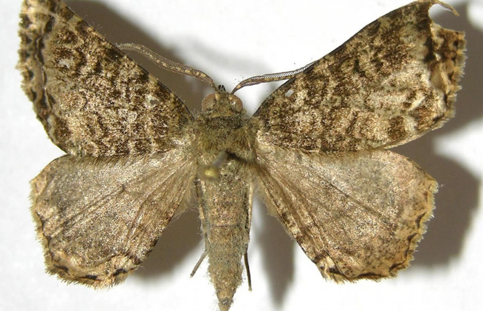 Fig. 11. Adulto <i>Pherotesia minuisca</i></i>, posición dorsal. Area de Conservación Guanacaste, Sector Cacao, Sendero Arenales, elevación 1080 m.s.n.m.  (07-SRNP-35956-DHJ383050).