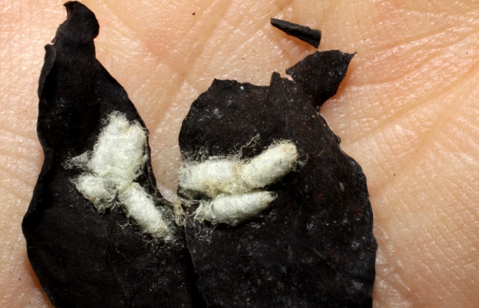 Fig. 14. Capullo de avispas de la familia Braconidae, <i>Cotesia</i></i> Whitfield98, parásito de larva <i>Pherotesia minuisca</i></i>. Area de Conservación Guanacaste, Sector Cacao, Sendero Toma Agua, elevación 1140 m.s.n.m.  (09-SRNP-35397-DHJ467941.jpg).