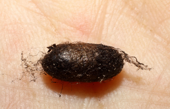 Fig. 16. Capullo de avispa de la familia Ichneumonidae <i>Dusona</i></i> NR-2, parásito de larva <i>Pherotesia minuisca</i></i>. Area de Conservación Guanacaste, Sector Cacao, Sendero Toma Agua, elevación 1140 m.s.n.m.  (09-SRNP-35453-DHJ470091.jpg).