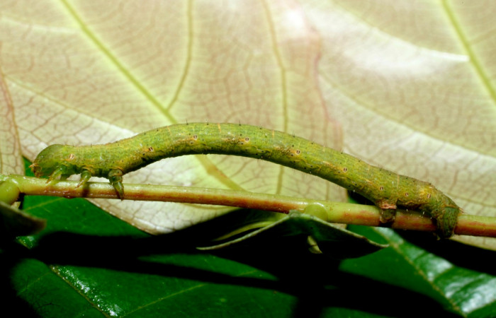 Fig. 10. Larva U estadío <i>Pherotesia minuisca</i></i>, posición lateral. Area de Conservación Guanacaste, Sector Cacao, Sendero Toma Agua, elevación 1140 m.s.n.m.  (09-SRNP-35461-DHJ455508).