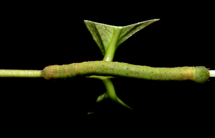 Fig. 9. Larva U estadío <i>Pherotesia minuisca</i></i>, posición dorsal. Area de Conservación Guanacaste, Sector Cacao, Sendero Toma Agua, elevación 1140 m.s.n.m.  (09-SRNP-35461-DHJ455510).