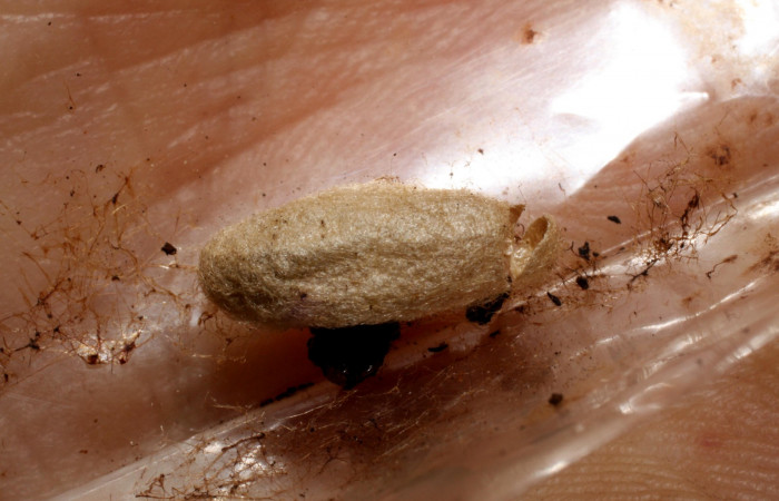 Fig. 15. Capullo de avispa de la familia Braconidae, <i>Stantonia Janzen12, parásito de larva </i><i>Pherotesia minuisca</i></i>. Area de Conservación Guanacaste, Sector Cacao, Sendero Toma Agua, elevación 1140 m.s.n.m.  (09-SRNP-35488-DHJ467952.jpg).