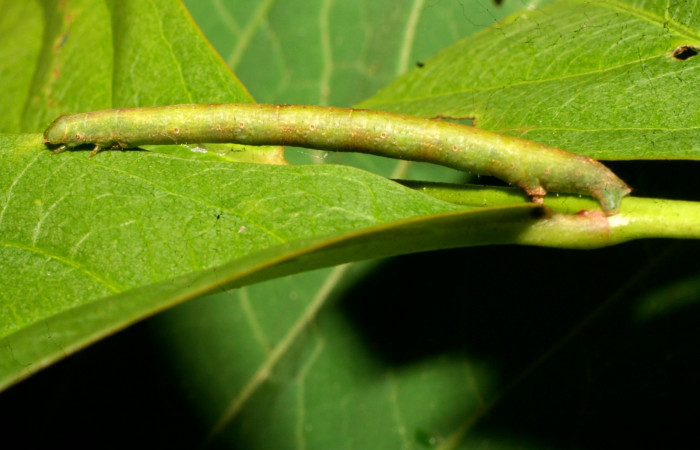 Fig. 12. Larva U estadío <i>Pherotesia supplanaria</i></i>, posición lateral. Area de Conservación Guanacaste, Sector Pitilla, Sendero Cuestona, elevación 640 m.s.n.m.  (11-SRNP-330713-DHJ481865).