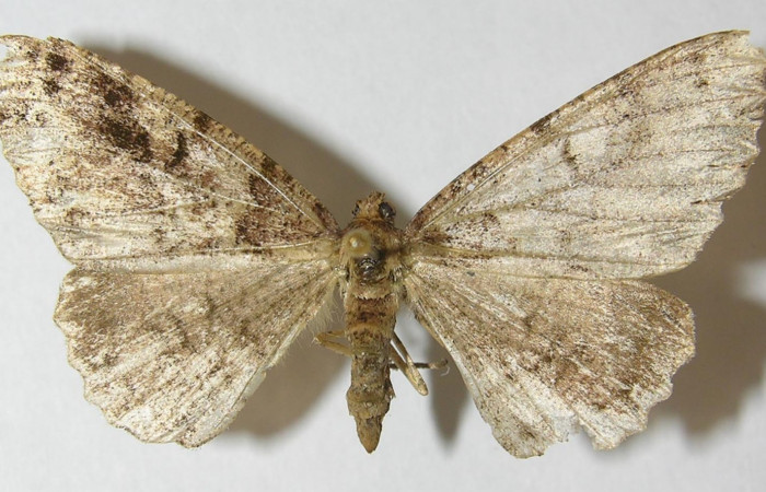 Fig. 13. Adulto <i>Pherotesia supplanaria</i></i>, posición dorsal. Area de Conservación Guanacaste, Sector Pitilla, Sendero Cuestona, elevación 640 m.s.n.m.  (11-SRNP-30713-DHJ541444).