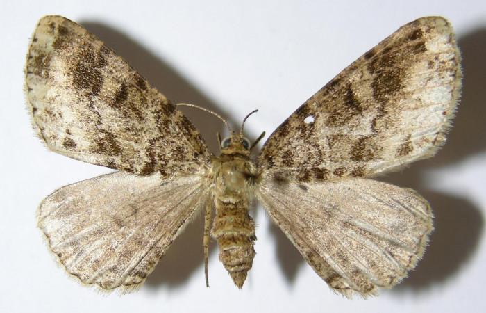 Fig. 4. Adulto <i>Pherotesia minuisca</i></i>, posición dorsal, hembra. Area de Conservación Guanacaste, Sector Cacao, Sendero Maritza, elevación 760 m.s.n.m.  (99-SRNP-263-DHJ325718).