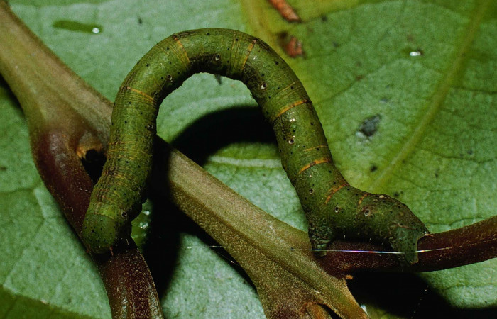 Fig. 6. Larva U estadío <i>Pherotesia minuisca</i></i>, posición lateral. Area de Conservación Guanacaste, Sector Cacao, Sendero Maritza, elevación 760 m.s.n.m.  (99-SRNP-263-DHJ50084).