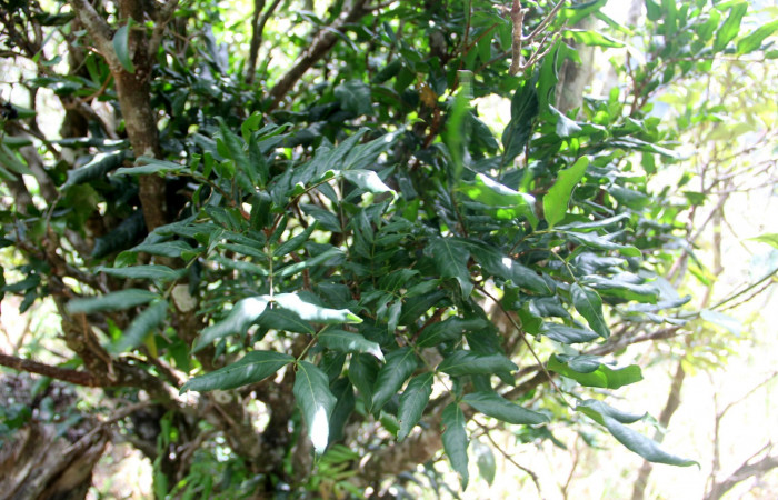 Fig. 17. Planta que come <i>Pherotesia minuisca</i></i>, Familia, Fabaceae, <i>Zygia palmana</i></i>, posición haz, (parte de arriba).  Area de Conservación Guanacaste, Sector Cacao, Cerro Pedegral, elevación 1080 m.s.n.m. (Foto Harry.Ramirez Jun. 2019).