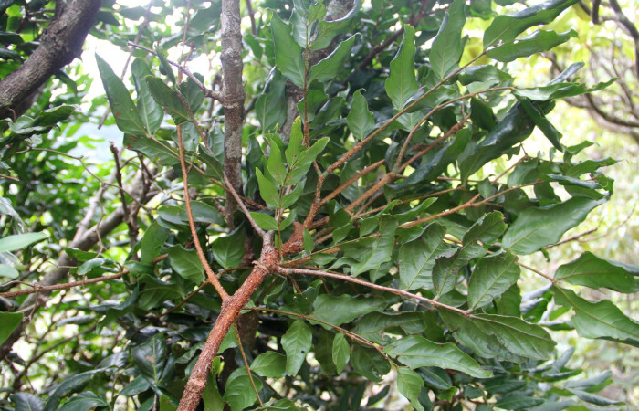 Fig. 18. Planta que come <i>Pherotesia minuisca</i></i>, Familia, Fabaceae, <i>Zygia palmana</i></i>, posición envés, (parte de abajo).  Area de Conservación Guanacaste, Sector Cacao, Cerro Pedegral, elevación 1080 m.s.n.m. (Foto Harry.Ramirez Jun. 2019).