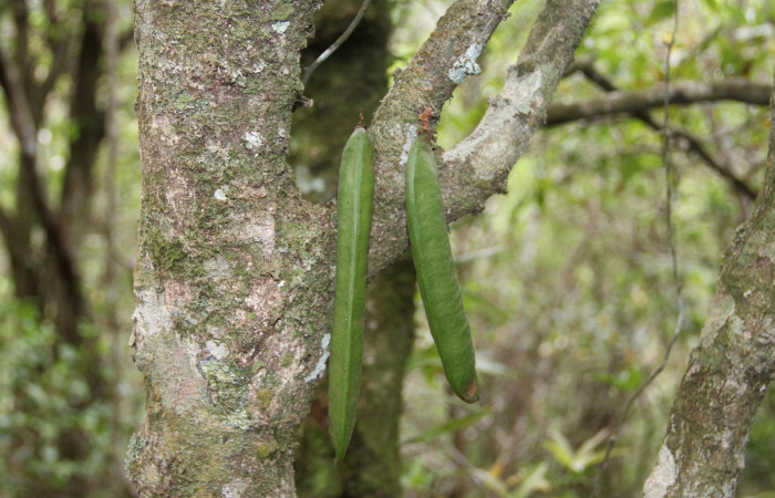 Fig. 19. Planta que come <i>Pherotesia minuisca</i></i>, Familia, Fabaceae, <i>Zygia palmana</i></i>, frutos. Area de Conservación Guanacaste, Sector Cacao, Cerro Pedegral, elevación 1080 m.s.n.m. (Foto Harry.Ramirez Jun. 2019).