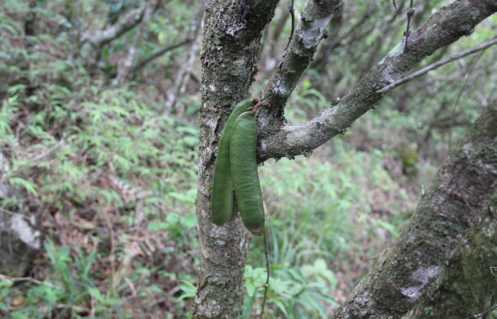 Fig. 20. Planta que come <i>Pherotesia minuisca</i></i>, Familia, Fabaceae, <i>Zygia palmana</i></i>, frutos. Area de Conservación Guanacaste, Sector Cacao, Cerro Pedegral, elevación 1080 m.s.n.m. (Foto Harry.Ramirez Jun. 2019).