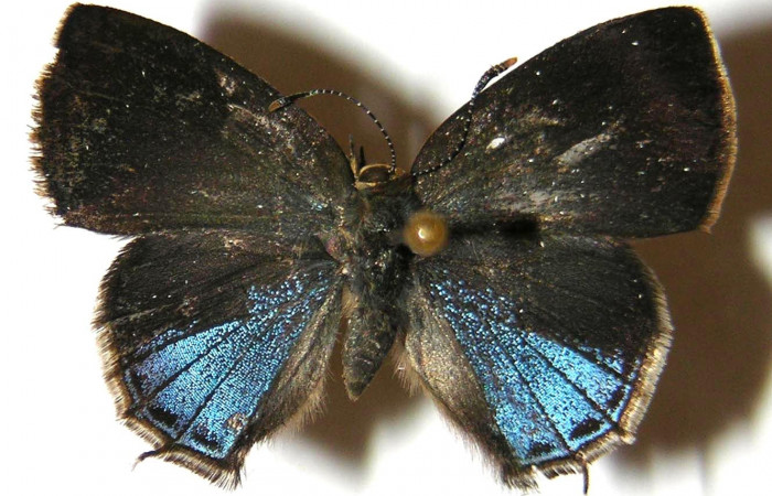 Fig. 10. Vista dorsal, adulto de <i>Ocaria</i></i> ocrisiaDHJ02  (Lycaenidae). Area de Conservación Guanacaste, Sector Cacao, Sendero Maritza, elevación 760mt. (02-SRNP-9468-DHJ362822).