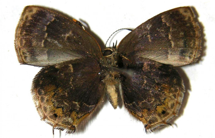 Fig. 11.  Vista dorsal, adulto de <i>Ocaria</i></i> ocrisiaDHJ02  (Lycaenidae). Area de Conservación Guanacaste, Sector Cacao, Sendero Maritza, elevación 760mt. (02-SRNP-9468-DHJ362823).