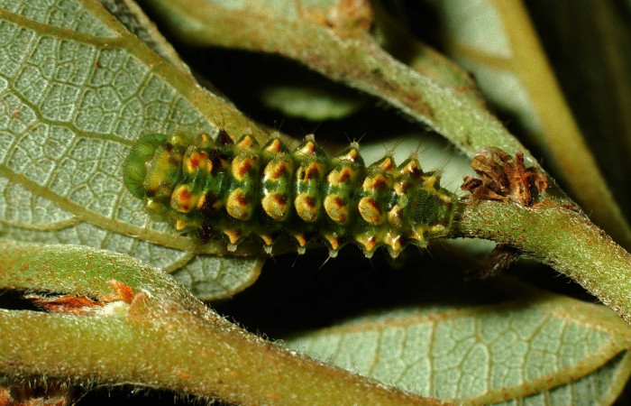 Fig. 2. Larva en último estadio de <i>Ocaria</i></i> ocrisiaDHJ02 (Lycaenidae). Area de Conservación Guanacaste, Sector Cacao, Sendero Maritza, elevación 1150mt. (02-SRNP-9468-DHJ66789.jpg).