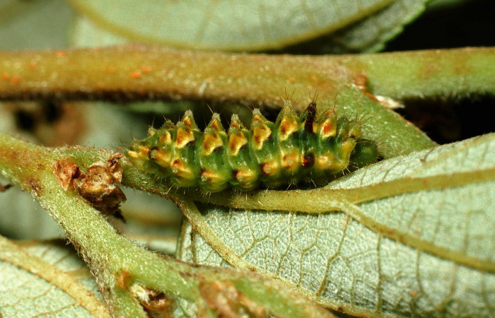 Fig. 3. Larva en último estadio de <i>Ocaria</i></i> ocrisiaDHJ02 (Lycaenidae). Area de Conservación Guanacaste, Sector Cacao, Sendero Maritza, elevación 1150mt. (02-SRNP-9468-DHJ66794.jpg).