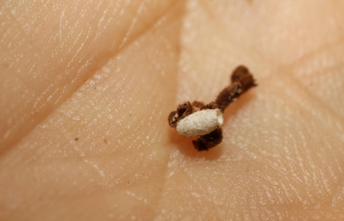 Fig. 13. Capullo de avispa ya elcosionado, que salió de larva en úitimo estadio de <i>Ocaria ocrisia</i></i>. parasitada con capullo <i>Parapanteles</i></i> Whitfield84 Braconidae. Area de Conservación Guanacaste, Sector Cacao, Sendero a Maritza, elevación 1150mt. (10-SRNP-35177-DHJ802205.jpg).