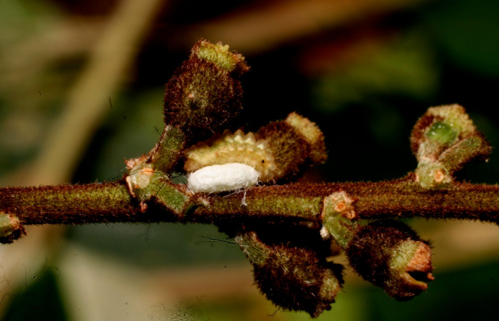 Fig. 12. Larva en penúltimo estadio de <i>Ocaria ocrisia</i></i>. cuidando capullo de. <i>Parapanteles</i></i> Whitfield84. Area de Conservación Guanacaste, Sector Cacao, Sendero a Maritza, elevación 1150mt. (10-SRNP-35196-DHJ472413.jpg).
 
