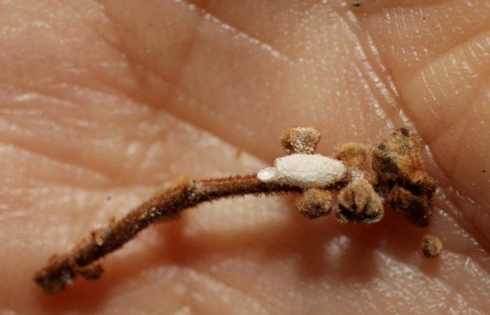 Fig. 14. Capullo de avispa ya eclosionado, que salió de larva en último estadio de <i>Ocaria ocrisia</i></i>. parasitada con capullo <i>Parapanteles</i></i> Whitfield84. Area de Conservación Guanacaste, Sector Cacao, Sendero a Maritza, elevación 1150mt. (10-SRNP-35204-DHJ802206.jpg)