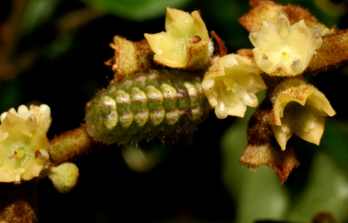Fig. 5. Larva en último estadio de <i>Ocaria</i></i> ocrisiaDHJ02 (Lycaenidae). Area de Conservación Guanacaste, Sector Cacao, Sendero a Maritza, elevación 1150mt. (10-SRNP-35233-DHJ473674.jpg