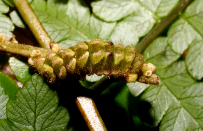 Fig. 4. Larva en último estadio de <i>Ocaria</i></i> ocrisiaDHJ02 (Lycaenidae). Area de Conservación Guanacaste, Sector Cacao, Sendero a Maritza, elevación 1150mt. (10-SRNP-35233-DHJ473684.jpg).