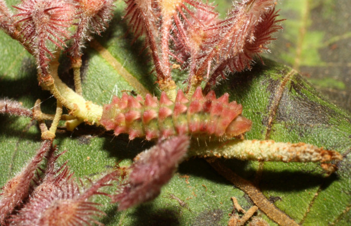 Fig. 1. Larva en último estadio de <i>Ocaria</i></i> ocrisiaDHJ02 (Lycaenidae). Area de Conservación Guanacaste, Sector Cacao, Sendero Nayo, elevación 1090mt. (14-SRNP-35122-DHJ490537.jpg).