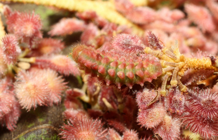 Fig. 6. Larva en último estadio de <i>Ocaria</i></i> ocrisiaDHJ02 (Lycaenidae). Area de Conservación Guanacaste, Sector Cacao, Sendero Nayo, elevación 1090mt. (14-SRNP-35122-DHJ490538.jpg).