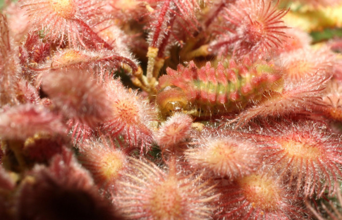 Fig. 7. Larva en último estadio de <i>Ocaria</i></i> ocrisiaDHJ02 (Lycaenidae). Area de Conservación Guanacaste, Sector Cacao, Sendero Nayo, elevación 1090mt. (14-SRNP-35122-DHJ490540.jpg).