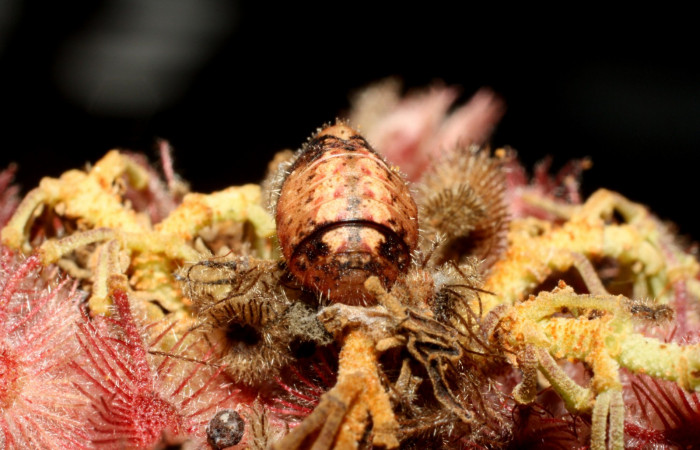 Fig. 8. Pupa de <i>Ocaria</i></i> ocrisiaDHJ02 (Lycaenidae). Area de Conservación Guanacaste, Sector Cacao, Sendero Nayo, elevación 1090mt. (14-SRNP-35122-DHJ490567.jpg).