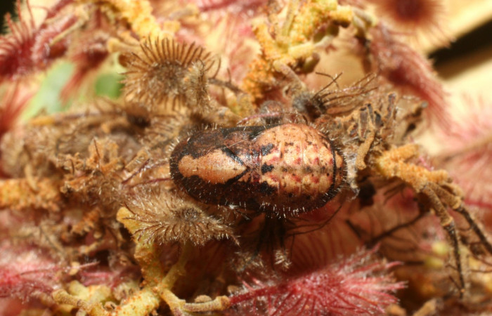 Fig. 9. Pupa de <i>Ocaria</i></i> ocrisiaDHJ02 (Lycaenidae). Area de Conservación Guanacaste, Sector Cacao, Sendero Nayo, elevación 1090mt. (14-SRNP-35122-DHJ490569.jpg).